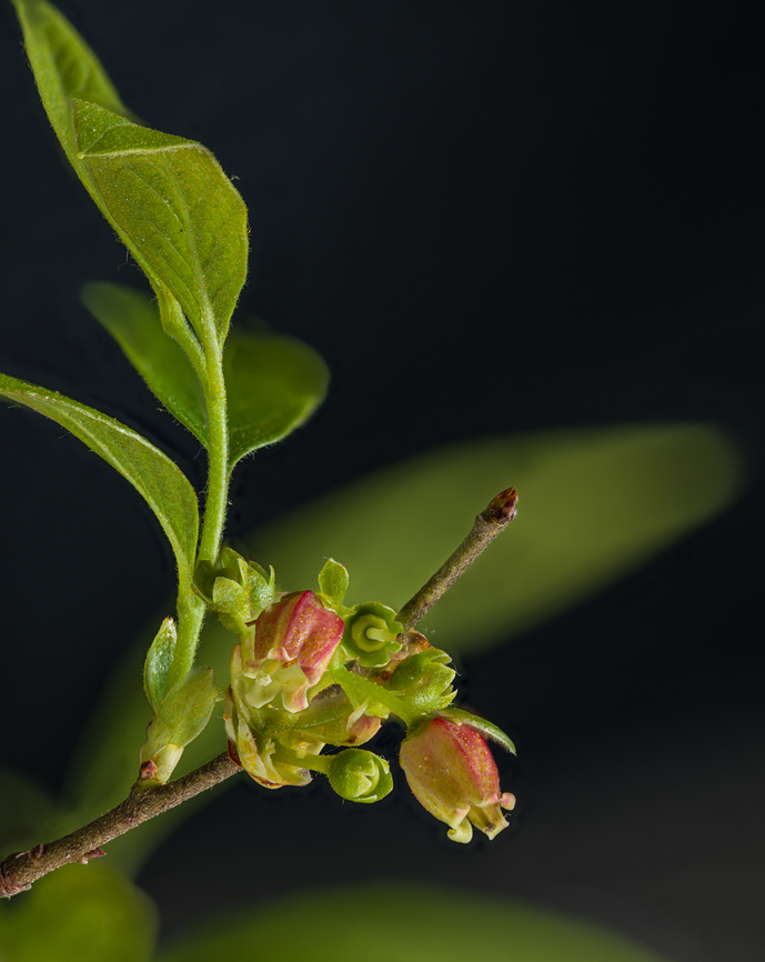 Vaccinium_2024-05-15 SW Michigan USA From another patch of huckleberry. The overall greenish hue of the flower (earlier in the season) has taken on quite a bit of red Geotagged,Spring,United States