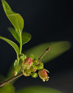 Vaccinium_2024-05-15 SW Michigan USA From another patch of huckleberry. The overall greenish hue of the flower (earlier in the season) has taken on quite a bit of red Geotagged,Spring,United States