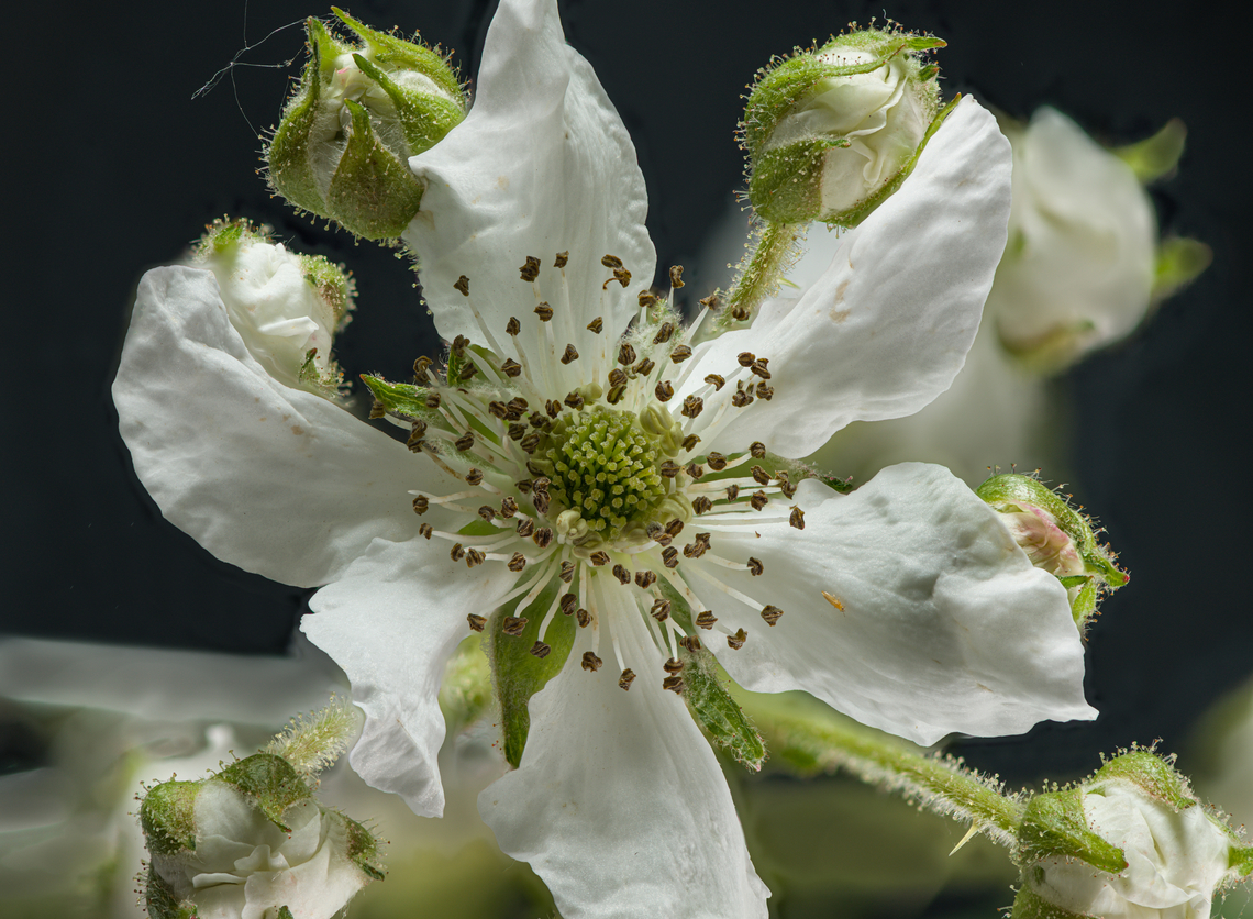 Rubus_2024-05-16 SW Michigan USA Domestic Blackberry. JoAnn planted a few of these in one of her garden areas, fenced in to keep the deer out. Now they have completely taken over and if we took the fence down I bet the deer would be afraid to get near. When the berries  are at the very peak of their ripeness they are delicious but much less so any other time. There is a tiny insect on the 4 o'clock flower petal.<br />
<br />
Closeup of the stem at the bottom of one of these buds:<br />
<figure class="photo"><a href="https://www.jungledragon.com/image/160492/rubus2_2024-05-16_sw_michigan_usa.html" title="Rubus2_2024-05-16 SW Michigan USA"><img src="https://s3.amazonaws.com/media.jungledragon.com/images/11710/160492_thumb.jpg?AWSAccessKeyId=05GMT0V3GWVNE7GGM1R2&Expires=1769040010&Signature=tfC79lxqCXrLLhK%2F6Hb4dhux5fw%3D" width="200" height="118" alt="Rubus2_2024-05-16 SW Michigan USA Domestic Blackberry stalk, at the point of attachment to a flower bud. I would like to know what function the spheres have.<br />
<br />
Zooming out:<br />
https://www.jungledragon.com/image/160491/rubus_2024-05-16_sw_michigan_usa.html<br />
<br />
 Geotagged,Spring,United States" /></a></figure> Geotagged,Spring,United States