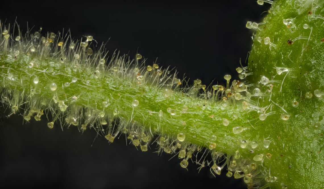 Rubus2_2024-05-16 SW Michigan USA Domestic Blackberry stalk, at the point of attachment to a flower bud. I would like to know what function the spheres have.<br />
<br />
Zooming out:<br />
<figure class="photo"><a href="https://www.jungledragon.com/image/160491/rubus_2024-05-16_sw_michigan_usa.html" title="Rubus_2024-05-16 SW Michigan USA"><img src="https://s3.amazonaws.com/media.jungledragon.com/images/11710/160491_thumb.jpg?AWSAccessKeyId=05GMT0V3GWVNE7GGM1R2&Expires=1769040010&Signature=e%2FOSVoGlUj9MlUEaUhWGmpfA3yk%3D" width="200" height="148" alt="Rubus_2024-05-16 SW Michigan USA Domestic Blackberry. JoAnn planted a few of these in one of her garden areas, fenced in to keep the deer out. Now they have completely taken over and if we took the fence down I bet the deer would be afraid to get near. When the berries  are at the very peak of their ripeness they are delicious but much less so any other time. There is a tiny insect on the 4 o'clock flower petal.<br />
<br />
Closeup of the stem at the bottom of one of these buds:<br />
https://www.jungledragon.com/image/160492/rubus2_2024-05-16_sw_michigan_usa.html Geotagged,Spring,United States" /></a></figure><br />
<br />
 Geotagged,Spring,United States