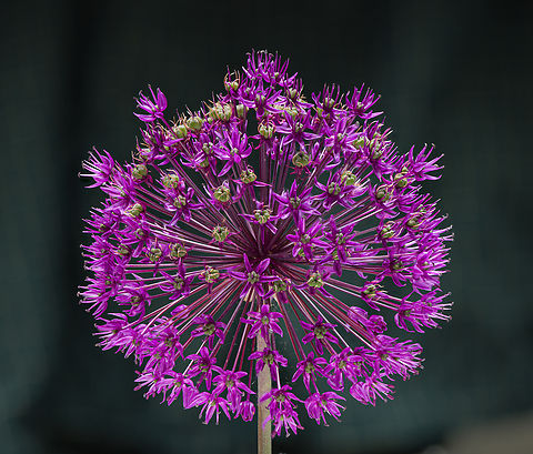 Alium_2024-05-18 One of JoAnn's plantings.

A closer view:
https://www.jungledragon.com/image/160586/alium2_2024-05-18_sw_michigan_usa.html Geotagged,Spring,United States