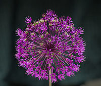 Alium_2024-05-18 One of JoAnn's plantings.<br />
<br />
A closer view:<br />
https://www.jungledragon.com/image/160586/alium2_2024-05-18_sw_michigan_usa.html Geotagged,Spring,United States