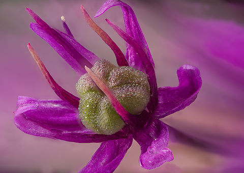 Alium2_2024-05-18 SW Michigan USA A closer view of this:
https://www.jungledragon.com/image/160583/alium_2024-05-18.html Geotagged,Spring,United States