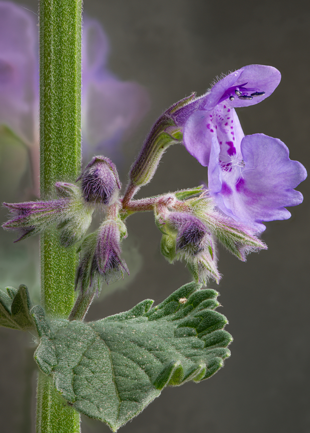 Nepeta_2024-05-19 SW Michigan USA Catmint.  <br />
<br />
Bud closeup:<br />
<figure class="photo"><a href="https://www.jungledragon.com/image/160608/nepeta2_2024-05-19_sw_michigan_usa.html" title="Nepeta2_2024-05-19 SW Michigan USA"><img src="https://s3.amazonaws.com/media.jungledragon.com/images/11710/160608_thumb.jpg?AWSAccessKeyId=05GMT0V3GWVNE7GGM1R2&Expires=1759968010&Signature=twcOlNfcVL9KjM%2B53Q5d2ZwxQ4s%3D" width="102" height="152" alt="Nepeta2_2024-05-19 SW Michigan USA Catmint buds.<br />
<br />
From this plant:<br />
https://www.jungledragon.com/image/160607/nepeta_2024-05-19_sw_michigan_usa.html Geotagged,Spring,United States" /></a></figure> Geotagged,Spring,United States