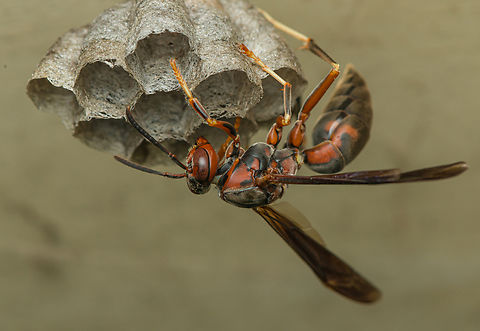 Wasp_2024-05-20 SW Michigan USA She is building her nest under the top of the door frame of our basement door, just a little above head height. She adjusted to my presence quickly and ignored my bright light and bulky flash diffuser.  I think we can share that door. Geotagged,Spring,United States