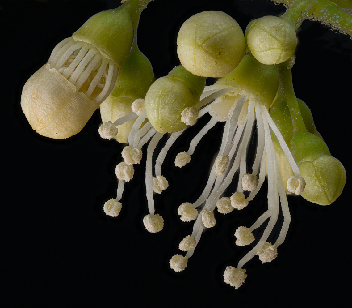 Hydrangea_petiolaris2_2024-05-23 SW Michigan USA Climbing Hydrangea. I like how the buds have a little cap that detaches.<br />
<br />
Zoomed out:<br />
<figure class="photo"><a href="https://www.jungledragon.com/image/160664/hydrangea_petiolaris_2024-05-23_sw_michigan_usa.html" title="Hydrangea_petiolaris_2024-05-23 SW Michigan USA"><img src="https://s3.amazonaws.com/media.jungledragon.com/images/11710/160664_thumb.jpg?AWSAccessKeyId=05GMT0V3GWVNE7GGM1R2&Expires=1770854410&Signature=d%2FxHCRIddO671i08veGwEsC6Y1k%3D" width="200" height="148" alt="Hydrangea_petiolaris_2024-05-23 SW Michigan USA Climbing Hydrangea.<br />
The white flowers are sterile and their function seems to be to attract pollinators to the more numerous and much smaller fertile flowers... https://www.indefenseofplants.com/blog/2017/6/20/the-sterile-flowers-of-hydrangea<br />
<br />
Detail:<br />
https://www.jungledragon.com/image/160663/hydrangea_petiolaris2_2024-05-23_sw_michigan_usa.html Geotagged,Hydrangea petiolaris,Spring,United States" /></a></figure> Geotagged,Hydrangea petiolaris,Spring,United States