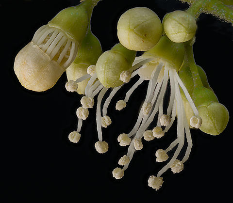 Hydrangea_petiolaris2_2024-05-23 SW Michigan USA Climbing Hydrangea. I like how the buds have a little cap that detaches.

Zoomed out:
https://www.jungledragon.com/image/160664/hydrangea_petiolaris_2024-05-23_sw_michigan_usa.html Geotagged,Hydrangea petiolaris,Spring,United States