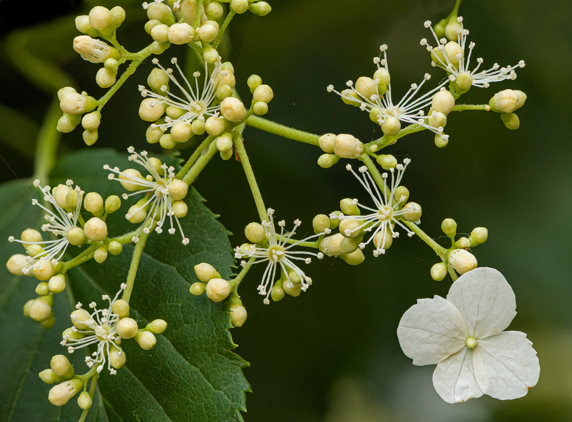 Hydrangea_petiolaris_2024-05-23 SW Michigan USA Climbing Hydrangea.<br />
The white flowers are sterile and their function seems to be to attract pollinators to the more numerous and much smaller fertile flowers... <a href="https://www.indefenseofplants.com/blog/2017/6/20/the-sterile-flowers-of-hydrangea" rel="nofollow">https://www.indefenseofplants.com/blog/2017/6/20/the-sterile-flowers-of-hydrangea</a><br />
<br />
Detail:<br />
<figure class="photo"><a href="https://www.jungledragon.com/image/160663/hydrangea_petiolaris2_2024-05-23_sw_michigan_usa.html" title="Hydrangea_petiolaris2_2024-05-23 SW Michigan USA"><img src="https://s3.amazonaws.com/media.jungledragon.com/images/11710/160663_thumb.jpg?AWSAccessKeyId=05GMT0V3GWVNE7GGM1R2&Expires=1763596810&Signature=MDjenqfctKNnuBaCFSqjfmzdg44%3D" width="200" height="176" alt="Hydrangea_petiolaris2_2024-05-23 SW Michigan USA Climbing Hydrangea. I like how the buds have a little cap that detaches.<br />
<br />
Zoomed out:<br />
https://www.jungledragon.com/image/160664/hydrangea_petiolaris_2024-05-23_sw_michigan_usa.html Geotagged,Hydrangea petiolaris,Spring,United States" /></a></figure> Geotagged,Hydrangea petiolaris,Spring,United States