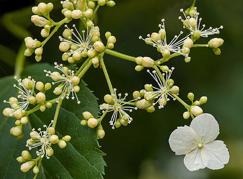 Hydrangea_petiolaris_2024-05-23 SW Michigan USA Climbing Hydrangea.
The white flowers are sterile and their function seems to be to attract pollinators to the more numerous and much smaller fertile flowers... https://www.indefenseofplants.com/blog/2017/6/20/the-sterile-flowers-of-hydrangea

Detail:
https://www.jungledragon.com/image/160663/hydrangea_petiolaris2_2024-05-23_sw_michigan_usa.html Geotagged,Hydrangea petiolaris,Spring,United States