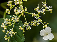 Hydrangea_petiolaris_2024-05-23 SW Michigan USA Climbing Hydrangea.<br />
The white flowers are sterile and their function seems to be to attract pollinators to the more numerous and much smaller fertile flowers... https://www.indefenseofplants.com/blog/2017/6/20/the-sterile-flowers-of-hydrangea<br />
<br />
Detail:<br />
https://www.jungledragon.com/image/160663/hydrangea_petiolaris2_2024-05-23_sw_michigan_usa.html Geotagged,Hydrangea petiolaris,Spring,United States