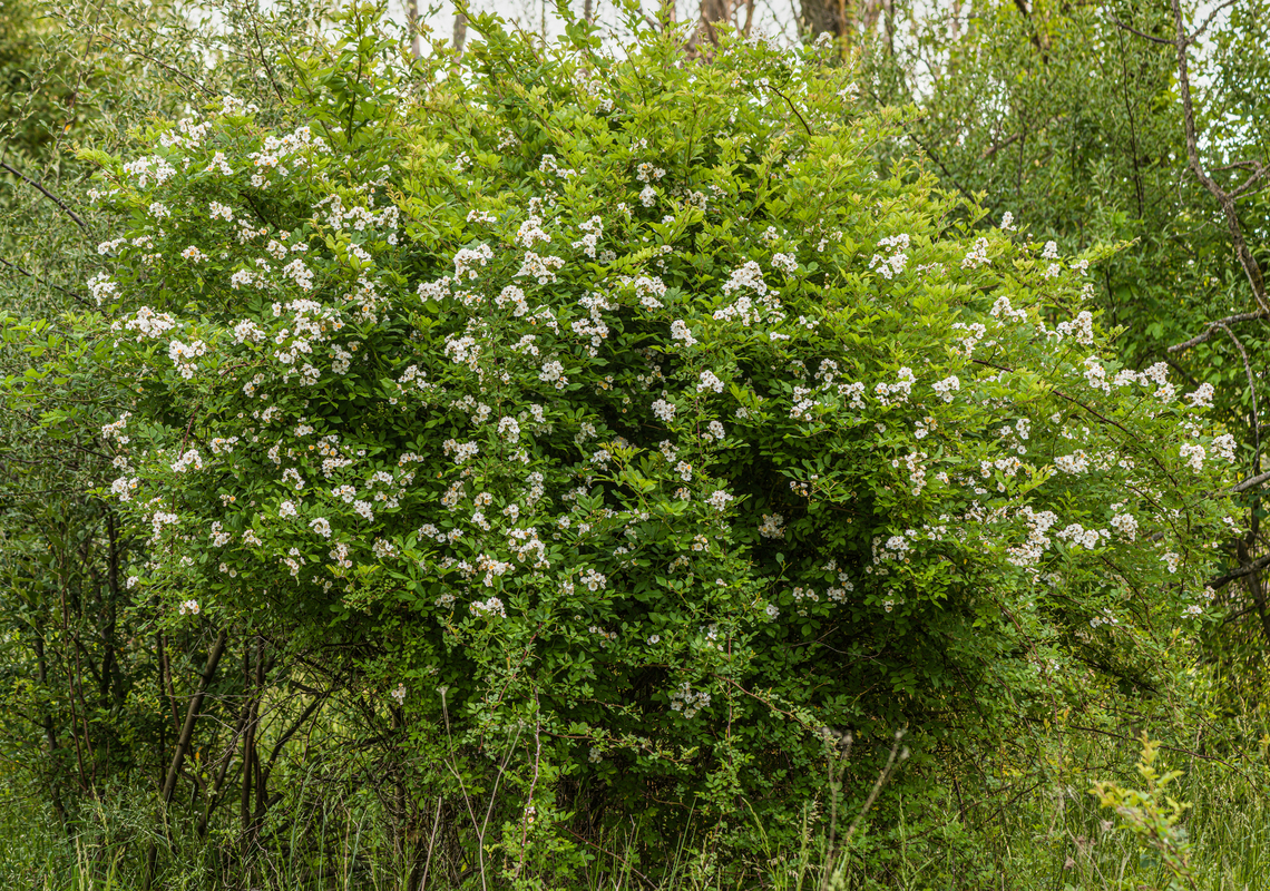 Rosa_multiflora1_2024-05-24 SW Michigan USA These roses are hugely invasive in our area. For a time the authorities encouraged us to plant them, as wildlife habitat.  They become an impenetrable barrier with wicked thorns, particularly in logged areas (which are common where we walk).  I thought they deserved a closer look:<br />
<br />
<figure class="photo"><a href="https://www.jungledragon.com/image/160721/rosa_multiflora2_2024-05-24_sw_michigan_usa.html" title="Rosa_multiflora2_2024-05-24 SW Michigan USA"><img src="https://s3.amazonaws.com/media.jungledragon.com/images/11710/160721_thumb.jpg?AWSAccessKeyId=05GMT0V3GWVNE7GGM1R2&Expires=1759968010&Signature=E%2Bjr0d0LC3g%2FQJg9jRzt%2BXNw9OU%3D" width="200" height="154" alt="Rosa_multiflora2_2024-05-24 SW Michigan USA A slightly closer look at this:<br />
<br />
https://www.jungledragon.com/image/160719/rosa_multiflora1_2024-05-24_sw_michigan_usa.html<br />
<br />
 Rosa multiflora,Rosa_multiflora" /></a></figure><br />
<figure class="photo"><a href="https://www.jungledragon.com/image/160722/rosa_multiflora3_2024-05-23_sw_michigan_usa.html" title="Rosa_multiflora3_2024-05-23_SW Michigan USA"><img src="https://s3.amazonaws.com/media.jungledragon.com/images/11710/160722_thumb.jpg?AWSAccessKeyId=05GMT0V3GWVNE7GGM1R2&Expires=1759968010&Signature=v5hUIrdLwUESEwYly9XatII0skI%3D" width="200" height="134" alt="Rosa_multiflora3_2024-05-23_SW Michigan USA Zooming in from:<br />
<br />
https://www.jungledragon.com/image/160719/rosa_multiflora1_2024-05-24_sw_michigan_usa.html Rosa multiflora,Rosa_multiflora" /></a></figure><br />
<figure class="photo"><a href="https://www.jungledragon.com/image/160723/rosa_multiflora4_2024-05-23_sw_michigan_usa.html" title="Rosa_multiflora4_2024-05-23 SW Michigan USA"><img src="https://s3.amazonaws.com/media.jungledragon.com/images/11710/160723_thumb.jpg?AWSAccessKeyId=05GMT0V3GWVNE7GGM1R2&Expires=1759968010&Signature=n%2FkJ8WnoYFLSx%2Fo7wKQQX4bZkFA%3D" width="200" height="146" alt="Rosa_multiflora4_2024-05-23 SW Michigan USA An unopened bud of:<br />
https://www.jungledragon.com/image/160719/rosa_multiflora1_2024-05-24_sw_michigan_usa.html Rosa multiflora,Rosa_multiflora" /></a></figure> Geotagged,Rosa multiflora,Rosa_multiflora,Spring,United States