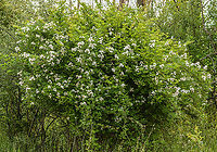 Rosa_multiflora1_2024-05-24 SW Michigan USA These roses are hugely invasive in our area. For a time the authorities encouraged us to plant them, as wildlife habitat.  They become an impenetrable barrier with wicked thorns, particularly in logged areas (which are common where we walk).  I thought they deserved a closer look:<br />
<br />
https://www.jungledragon.com/image/160721/rosa_multiflora2_2024-05-24_sw_michigan_usa.html<br />
https://www.jungledragon.com/image/160722/rosa_multiflora3_2024-05-23_sw_michigan_usa.html<br />
https://www.jungledragon.com/image/160723/rosa_multiflora4_2024-05-23_sw_michigan_usa.html Geotagged,Rosa multiflora,Rosa_multiflora,Spring,United States