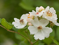 Rosa_multiflora2_2024-05-24 SW Michigan USA A slightly closer look at this:<br />
<br />
https://www.jungledragon.com/image/160719/rosa_multiflora1_2024-05-24_sw_michigan_usa.html<br />
<br />
 Rosa multiflora,Rosa_multiflora