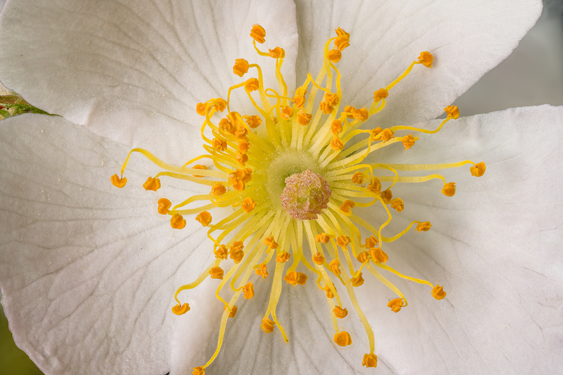 Rosa_multiflora3_2024-05-23_SW Michigan USA Zooming in from:<br />
<br />
<figure class="photo"><a href="https://www.jungledragon.com/image/160719/rosa_multiflora1_2024-05-24_sw_michigan_usa.html" title="Rosa_multiflora1_2024-05-24 SW Michigan USA"><img src="https://s3.amazonaws.com/media.jungledragon.com/images/11710/160719_thumb.jpg?AWSAccessKeyId=05GMT0V3GWVNE7GGM1R2&Expires=1770854410&Signature=3jGD1o4YtMEWYA8H%2BF2GwYbLzv0%3D" width="200" height="142" alt="Rosa_multiflora1_2024-05-24 SW Michigan USA These roses are hugely invasive in our area. For a time the authorities encouraged us to plant them, as wildlife habitat.  They become an impenetrable barrier with wicked thorns, particularly in logged areas (which are common where we walk).  I thought they deserved a closer look:<br />
<br />
https://www.jungledragon.com/image/160721/rosa_multiflora2_2024-05-24_sw_michigan_usa.html<br />
https://www.jungledragon.com/image/160722/rosa_multiflora3_2024-05-23_sw_michigan_usa.html<br />
https://www.jungledragon.com/image/160723/rosa_multiflora4_2024-05-23_sw_michigan_usa.html Geotagged,Rosa multiflora,Rosa_multiflora,Spring,United States" /></a></figure> Rosa multiflora,Rosa_multiflora