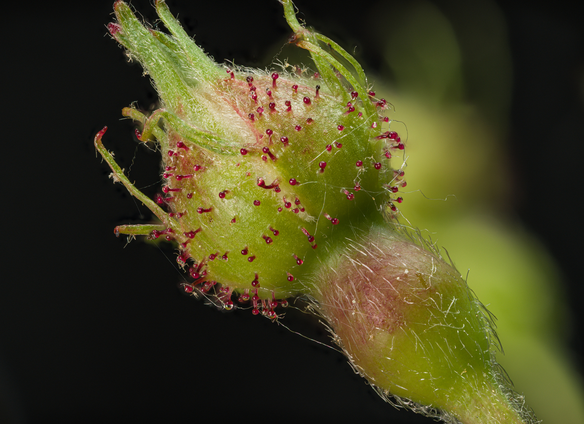 Rosa_multiflora4_2024-05-23 SW Michigan USA An unopened bud of:<br />
<figure class="photo"><a href="https://www.jungledragon.com/image/160719/rosa_multiflora1_2024-05-24_sw_michigan_usa.html" title="Rosa_multiflora1_2024-05-24 SW Michigan USA"><img src="https://s3.amazonaws.com/media.jungledragon.com/images/11710/160719_thumb.jpg?AWSAccessKeyId=05GMT0V3GWVNE7GGM1R2&Expires=1767225610&Signature=NFBqh7tfCDg7RSAi9MmymEj2mVk%3D" width="200" height="142" alt="Rosa_multiflora1_2024-05-24 SW Michigan USA These roses are hugely invasive in our area. For a time the authorities encouraged us to plant them, as wildlife habitat.  They become an impenetrable barrier with wicked thorns, particularly in logged areas (which are common where we walk).  I thought they deserved a closer look:<br />
<br />
https://www.jungledragon.com/image/160721/rosa_multiflora2_2024-05-24_sw_michigan_usa.html<br />
https://www.jungledragon.com/image/160722/rosa_multiflora3_2024-05-23_sw_michigan_usa.html<br />
https://www.jungledragon.com/image/160723/rosa_multiflora4_2024-05-23_sw_michigan_usa.html Geotagged,Rosa multiflora,Rosa_multiflora,Spring,United States" /></a></figure> Rosa multiflora,Rosa_multiflora