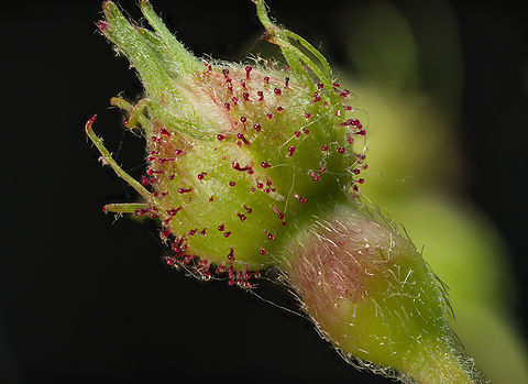 Rosa_multiflora4_2024-05-23 SW Michigan USA An unopened bud of:
https://www.jungledragon.com/image/160719/rosa_multiflora1_2024-05-24_sw_michigan_usa.html Rosa multiflora,Rosa_multiflora