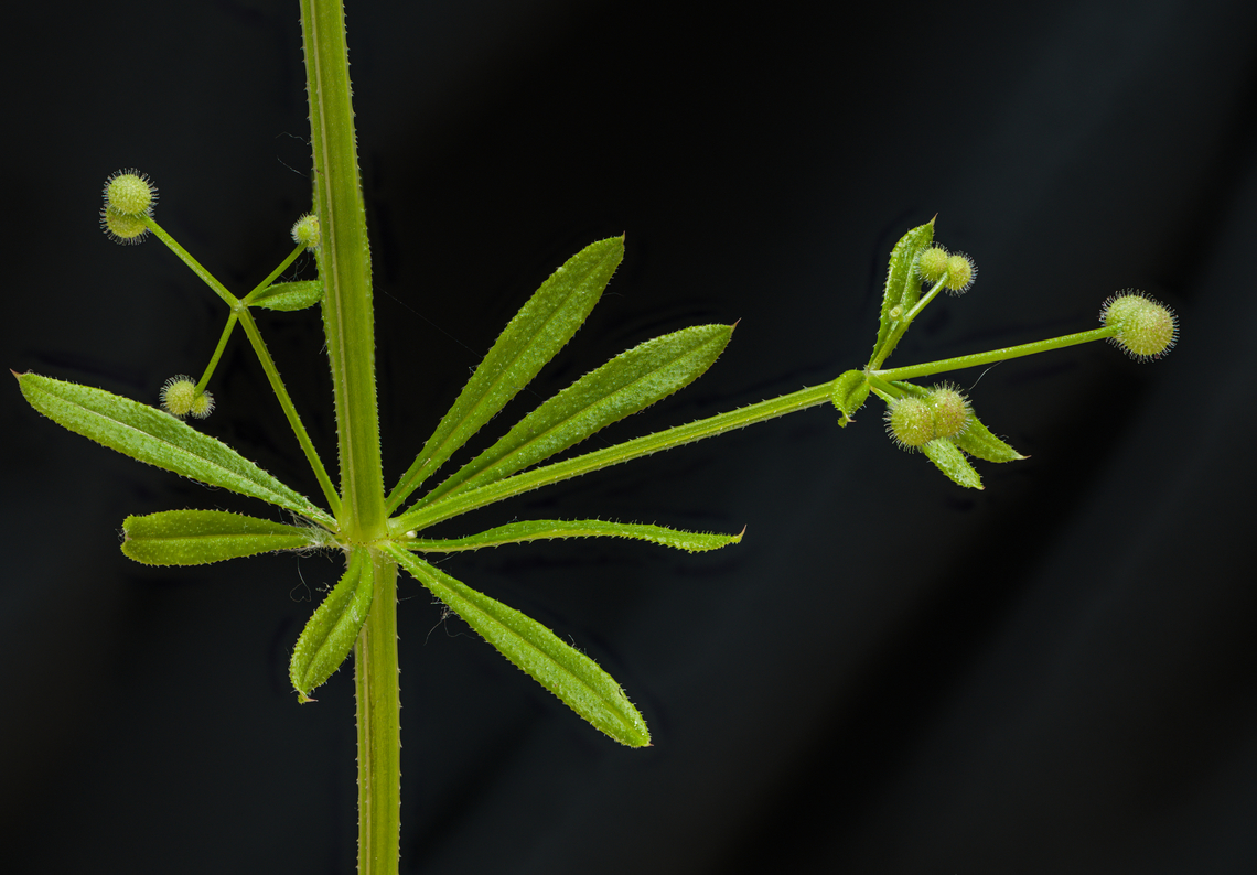 Galium_aparine1_2024-05-25 SW Michigan USA In the fall and winter when wandering near the lake shore in an area where these live, many (too many) of the seeds attach to my clothing with their fishhook barbed hairs and are quite difficult to remove.  <br />
<br />
Immature seed:<br />
<figure class="photo"><a href="https://www.jungledragon.com/image/160815/galium_aparine2_2024-05-25_sw_michigan_usa.html" title="Galium_aparine2_2024-05-25 SW Michigan USA"><img src="https://s3.amazonaws.com/media.jungledragon.com/images/11710/160815_thumb.jpg?AWSAccessKeyId=05GMT0V3GWVNE7GGM1R2&Expires=1759968010&Signature=U3UI1ZRD7RVSv7O2fj7sQhJMPzE%3D" width="200" height="154" alt="Galium_aparine2_2024-05-25 SW Michigan USA Immature seeds, of this plant:<br />
<br />
https://www.jungledragon.com/image/160814/galium_aparine1_2024-05-25_sw_michigan_usa.html Cleavers,Galium aparine" /></a></figure><br />
<br />
Flower, looking down at the top of the stalk:<br />
<figure class="photo"><a href="https://www.jungledragon.com/image/160816/galium_aparine3_2024-05-26_sw_michigan_usa.html" title="Galium_aparine3_2024-05-26 SW Michigan USA"><img src="https://s3.amazonaws.com/media.jungledragon.com/images/11710/160816_thumb.jpg?AWSAccessKeyId=05GMT0V3GWVNE7GGM1R2&Expires=1759968010&Signature=PcsNzBCAUHUvLm1j289AechEOoY%3D" width="200" height="176" alt="Galium_aparine3_2024-05-26 SW Michigan USA Flowers and developing seeds at the tip of the plant. The flowers are quite small, on this plant about 1.5mm wide when fully open.<br />
<br />
https://www.jungledragon.com/image/160814/galium_aparine1_2024-05-25_sw_michigan_usa.html Cleavers,Galium aparine" /></a></figure><br />
<br />
Flower in profile:<br />
<figure class="photo"><a href="https://www.jungledragon.com/image/160836/galium_aparine4_2024-05-26_sw_michigan_usa.html" title="Galium_aparine4_2024-05-26 SW Michigan USA"><img src="https://s3.amazonaws.com/media.jungledragon.com/images/11710/160836_thumb.jpg?AWSAccessKeyId=05GMT0V3GWVNE7GGM1R2&Expires=1759968010&Signature=R5l3IKce90iREtWNQzqNejrdGDQ%3D" width="200" height="184" alt="Galium_aparine4_2024-05-26 SW Michigan USA Flower in profile of this plant:<br />
<br />
https://www.jungledragon.com/image/160814/galium_aparine1_2024-05-25_sw_michigan_usa.html Catchweed Bedstraw,Galium aparine,LensTagger" /></a></figure> Cleavers,Galium aparine,Geotagged,Spring,United States
