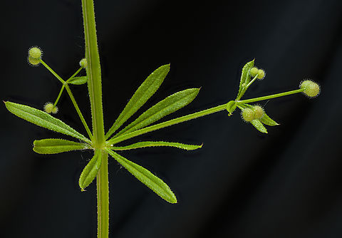 Galium_aparine1_2024-05-25 SW Michigan USA In the fall and winter when wandering near the lake shore in an area where these live, many (too many) of the seeds attach to my clothing with their fishhook barbed hairs and are quite difficult to remove.  

Immature seed:
https://www.jungledragon.com/image/160815/galium_aparine2_2024-05-25_sw_michigan_usa.html

Flower, looking down at the top of the stalk:
https://www.jungledragon.com/image/160816/galium_aparine3_2024-05-26_sw_michigan_usa.html

Flower in profile:
https://www.jungledragon.com/image/160836/galium_aparine4_2024-05-26_sw_michigan_usa.html Cleavers,Galium aparine,Geotagged,Spring,United States