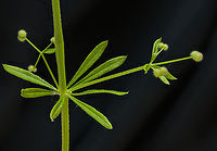 Galium_aparine1_2024-05-25 SW Michigan USA In the fall and winter when wandering near the lake shore in an area where these live, many (too many) of the seeds attach to my clothing with their fishhook barbed hairs and are quite difficult to remove. <br />
<br />
Immature seed:<br />
https://www.jungledragon.com/image/160815/galium_aparine2_2024-05-25_sw_michigan_usa.html<br />
<br />
Flower, looking down at the top of the stalk:<br />
https://www.jungledragon.com/image/160816/galium_aparine3_2024-05-26_sw_michigan_usa.html<br />
<br />
Flower in profile:<br />
https://www.jungledragon.com/image/160836/galium_aparine4_2024-05-26_sw_michigan_usa.html Cleavers,Galium aparine,Geotagged,Spring,United States