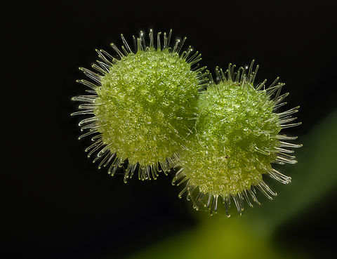 Galium_aparine2_2024-05-25 SW Michigan USA Immature seeds, of this plant:

https://www.jungledragon.com/image/160814/galium_aparine1_2024-05-25_sw_michigan_usa.html Cleavers,Galium aparine