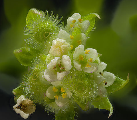 Galium_aparine3_2024-05-26 SW Michigan USA Flowers and developing seeds at the tip of the plant. The flowers are quite small, on this plant about 1.5mm wide when fully open.

https://www.jungledragon.com/image/160814/galium_aparine1_2024-05-25_sw_michigan_usa.html Cleavers,Galium aparine