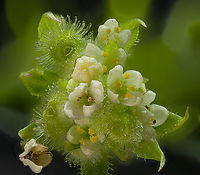 Galium_aparine3_2024-05-26 SW Michigan USA Flowers and developing seeds at the tip of the plant. The flowers are quite small, on this plant about 1.5mm wide when fully open.<br />
<br />
https://www.jungledragon.com/image/160814/galium_aparine1_2024-05-25_sw_michigan_usa.html Cleavers,Galium aparine