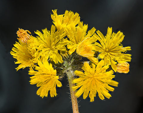 Pilosella_caespitosa_2024-05-27 SW Michigan USA And the other side:
https://www.jungledragon.com/image/160835/pilosella_caespitosa2_2024-05-27_sw_michigan_usa.html Geotagged,Meadow Hawkweed,Pilosella caespitosa,Spring,United States