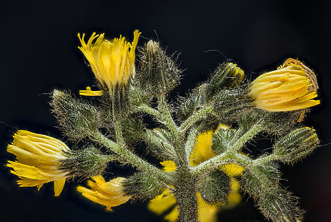 Pilosella_caespitosa2_2024-05-27 SW Michigan USA And the other side:
https://www.jungledragon.com/image/160834/pilosella_caespitosa_2024-05-27_sw_michigan_usa.html Meadow Hawkweed,Pilosella caespitosa