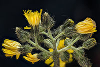 Pilosella_caespitosa2_2024-05-27 SW Michigan USA And the other side:<br />
https://www.jungledragon.com/image/160834/pilosella_caespitosa_2024-05-27_sw_michigan_usa.html Meadow Hawkweed,Pilosella caespitosa