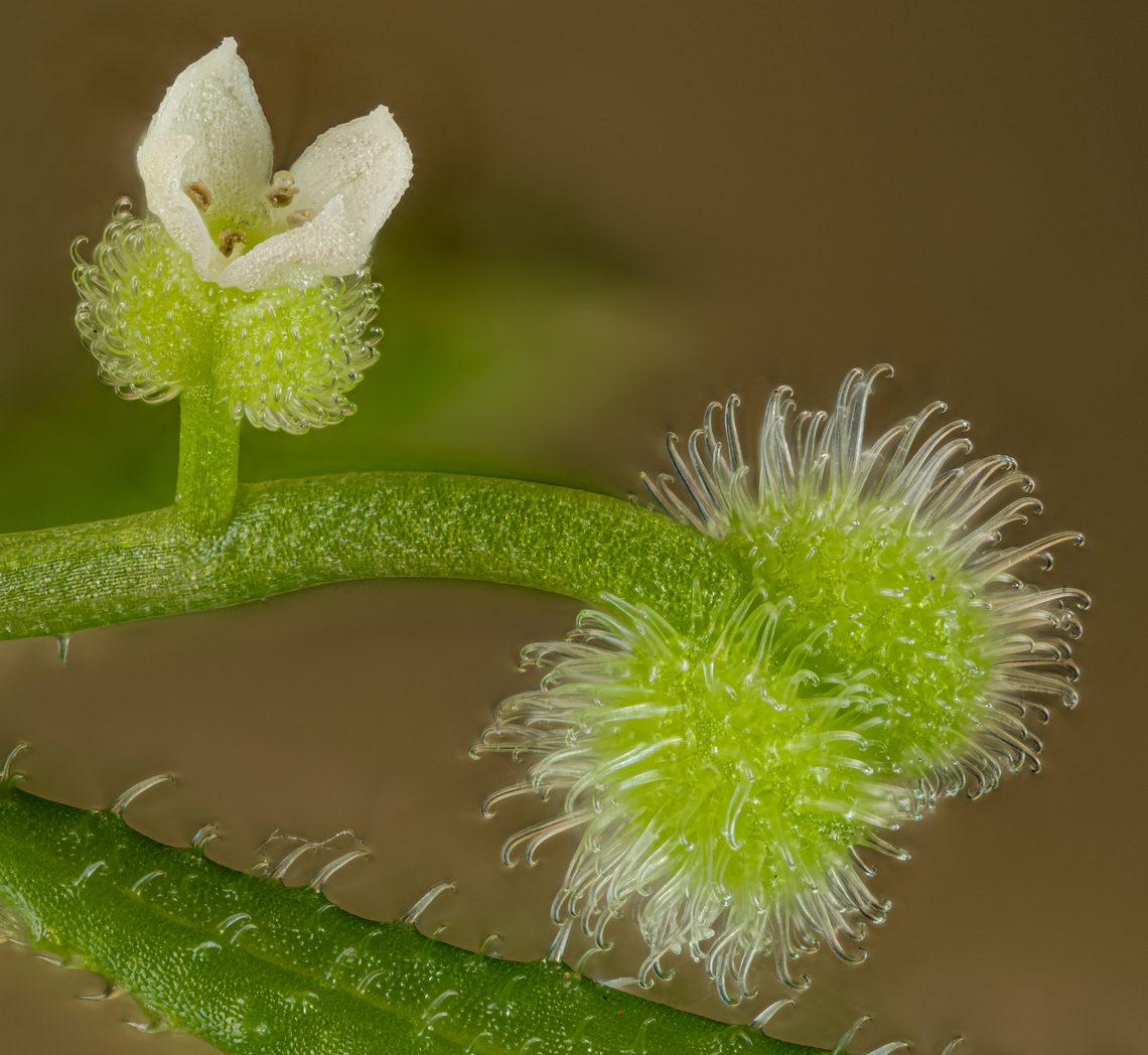 Galium_aparine4_2024-05-26 SW Michigan USA Flower in profile of this plant:<br />
<br />
<figure class="photo"><a href="https://www.jungledragon.com/image/160814/galium_aparine1_2024-05-25_sw_michigan_usa.html" title="Galium_aparine1_2024-05-25 SW Michigan USA"><img src="https://s3.amazonaws.com/media.jungledragon.com/images/11710/160814_thumb.jpg?AWSAccessKeyId=05GMT0V3GWVNE7GGM1R2&Expires=1770854410&Signature=LzgTrU7OavH%2BEn0Ueve6Ft1clEI%3D" width="200" height="140" alt="Galium_aparine1_2024-05-25 SW Michigan USA In the fall and winter when wandering near the lake shore in an area where these live, many (too many) of the seeds attach to my clothing with their fishhook barbed hairs and are quite difficult to remove.  <br />
<br />
Immature seed:<br />
https://www.jungledragon.com/image/160815/galium_aparine2_2024-05-25_sw_michigan_usa.html<br />
<br />
Flower, looking down at the top of the stalk:<br />
https://www.jungledragon.com/image/160816/galium_aparine3_2024-05-26_sw_michigan_usa.html<br />
<br />
Flower in profile:<br />
https://www.jungledragon.com/image/160836/galium_aparine4_2024-05-26_sw_michigan_usa.html Cleavers,Galium aparine,Geotagged,Spring,United States" /></a></figure> Catchweed Bedstraw,Galium aparine,LensTagger