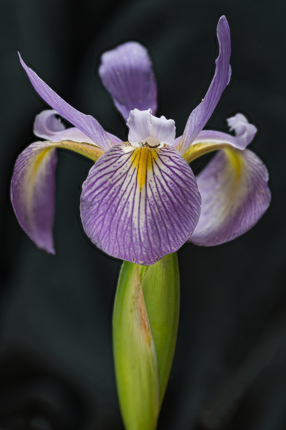 Iris_virginica_2024-05-28 SW Michigan USA Our first wild iris flower of the season. Found in a wetland area near a lake.<br />
<br />
Closeup:<figure class="photo"><a href="https://www.jungledragon.com/image/160872/iris_virginica3_2024-05-28_sw_michigan_usa.html" title="Iris_virginica3_2024-05-28 SW Michigan USA"><img src="https://s3.amazonaws.com/media.jungledragon.com/images/11710/160872_thumb.jpg?AWSAccessKeyId=05GMT0V3GWVNE7GGM1R2&Expires=1759968010&Signature=O7qYNPqGWIFJAY9zns3Wn6RZHuQ%3D" width="200" height="148" alt="Iris_virginica3_2024-05-28 SW Michigan USA Zoomed in from this:<br />
<br />
https://www.jungledragon.com/image/160867/iris_virginica_2024-05-28_sw_michigan_usa.html Geotagged,Iris virginica,Spring,United States,Virginia Iris" /></a></figure> Geotagged,Iris virginica,Spring,United States,Virginia Iris