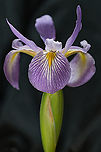 Iris_virginica_2024-05-28 SW Michigan USA Our first wild iris flower of the season. Found in a wetland area near a lake.<br />
<br />
Closeup:https://www.jungledragon.com/image/160872/iris_virginica3_2024-05-28_sw_michigan_usa.html Geotagged,Iris virginica,Spring,United States,Virginia Iris