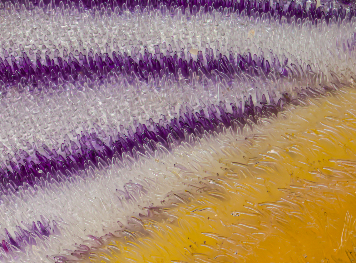 Iris_virginica3_2024-05-28 SW Michigan USA Zoomed in from this:<br />
<br />
<figure class="photo"><a href="https://www.jungledragon.com/image/160867/iris_virginica_2024-05-28_sw_michigan_usa.html" title="Iris_virginica_2024-05-28 SW Michigan USA"><img src="https://s3.amazonaws.com/media.jungledragon.com/images/11710/160867_thumb.jpg?AWSAccessKeyId=05GMT0V3GWVNE7GGM1R2&Expires=1767225610&Signature=DeK%2BnSymim1tgHp6A8ih6cleBn8%3D" width="102" height="152" alt="Iris_virginica_2024-05-28 SW Michigan USA Our first wild iris flower of the season. Found in a wetland area near a lake.<br />
<br />
Closeup:https://www.jungledragon.com/image/160872/iris_virginica3_2024-05-28_sw_michigan_usa.html Geotagged,Iris virginica,Spring,United States,Virginia Iris" /></a></figure> Geotagged,Iris virginica,Spring,United States,Virginia Iris