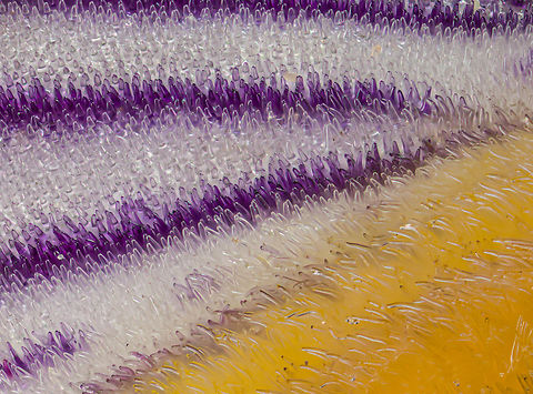 Iris_virginica3_2024-05-28 SW Michigan USA Zoomed in from this:

https://www.jungledragon.com/image/160867/iris_virginica_2024-05-28_sw_michigan_usa.html Geotagged,Iris virginica,Spring,United States,Virginia Iris