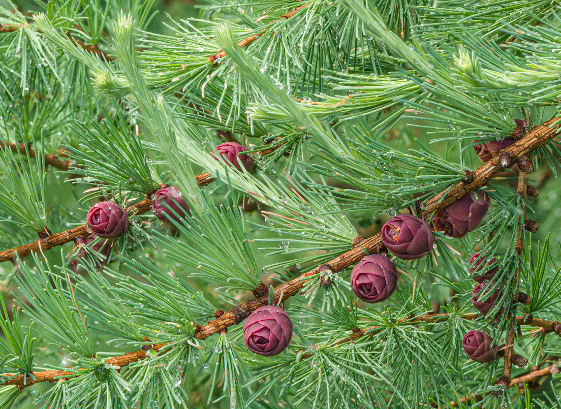 Larix_laricina_2024-05-29 SW Michigan USA Tamarack<br />
Just off the trail through a wetland area Geotagged,Larix laricina,Spring,Tamarack,United States
