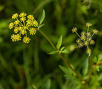 Zizia_aurea1_2024-05-30 SW Michigan USA In an open area, near a wetland<br />
<br />
Closeup of flower:<br />
https://www.jungledragon.com/image/160939/zizia_aurea2_2024-05-29_sw_michigan_usa.html Geotagged,Golden alexanders,Spring,United States,Zizia aurea