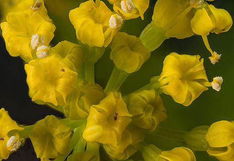 Zizia_aurea2_2024-05-29 SW Michigan USA Flowers of this plant:

https://www.jungledragon.com/image/160938/zizia_aurea1_2024-05-30_sw_michigan_usa.html Golden alexanders,Zizia aurea