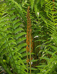 Osmundastrum_cinnamomeum1_2024-05-29 SW Michigan USA Just off a trail through a wetland area<br />
<br />
Closeup of central stalk:<br />
https://www.jungledragon.com/image/160941/osmundastrum_cinnamomeum2_2024-05-30_sw_michigan_usa.html Cinnamon Fern,Geotagged,Osmundastrum cinnamomeum,Spring,United States