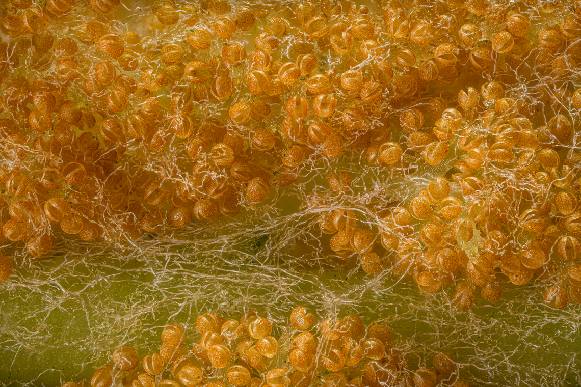 Osmundastrum_cinnamomeum2_2024-05-30 SW Michigan USA Closeup of:<br />
<br />
<figure class="photo"><a href="https://www.jungledragon.com/image/160940/osmundastrum_cinnamomeum1_2024-05-29_sw_michigan_usa.html" title="Osmundastrum_cinnamomeum1_2024-05-29 SW Michigan USA"><img src="https://s3.amazonaws.com/media.jungledragon.com/images/11710/160940_thumb.jpg?AWSAccessKeyId=05GMT0V3GWVNE7GGM1R2&Expires=1767225610&Signature=gWL3kDd07sF5sz0ofmMFiT308Pk%3D" width="116" height="152" alt="Osmundastrum_cinnamomeum1_2024-05-29 SW Michigan USA Just off a trail through a wetland area<br />
<br />
Closeup of central stalk:<br />
https://www.jungledragon.com/image/160941/osmundastrum_cinnamomeum2_2024-05-30_sw_michigan_usa.html Cinnamon Fern,Geotagged,Osmundastrum cinnamomeum,Spring,United States" /></a></figure> Cinnamon Fern,Osmundastrum cinnamomeum