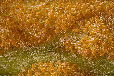Osmundastrum_cinnamomeum2_2024-05-30 SW Michigan USA Closeup of:

https://www.jungledragon.com/image/160940/osmundastrum_cinnamomeum1_2024-05-29_sw_michigan_usa.html Cinnamon Fern,Osmundastrum cinnamomeum