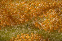 Osmundastrum_cinnamomeum2_2024-05-30 SW Michigan USA Closeup of:<br />
<br />
https://www.jungledragon.com/image/160940/osmundastrum_cinnamomeum1_2024-05-29_sw_michigan_usa.html Cinnamon Fern,Osmundastrum cinnamomeum