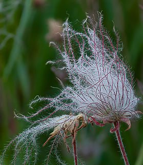 Geum_triflorum1_2024-05-31 SW Michigan USA In a Prairie Garden at Pierce Cedar Creek Institute, where they are restoring a farm to a more natural state. I don't think this plant is to be found uncultivated nearby, perhaps farther north in Michigan.

Photo taken shortly after sunrise, covered in tiny dew droplets. Geotagged,Geum triflorum,Spring,United States