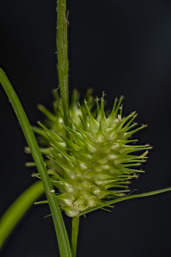 Carex_2024-05-30 SW Michigan USA A sedge, I don't know which one. Found along a path through a wetland area.<br />
<br />
ID from &Eacute;tienne Lacroix-Carignan on iNaturalist:  Carex lurida , Sallow Sedge Carex lurida,Geotagged,Sallow Sedge,Spring,United States