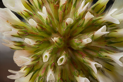 Trifolium_repens_2024-06-02 SW Michigan USA White clover flower at 2.5x, looking down at the top. Geotagged,Spring,Trifolium repens,United States,White clover