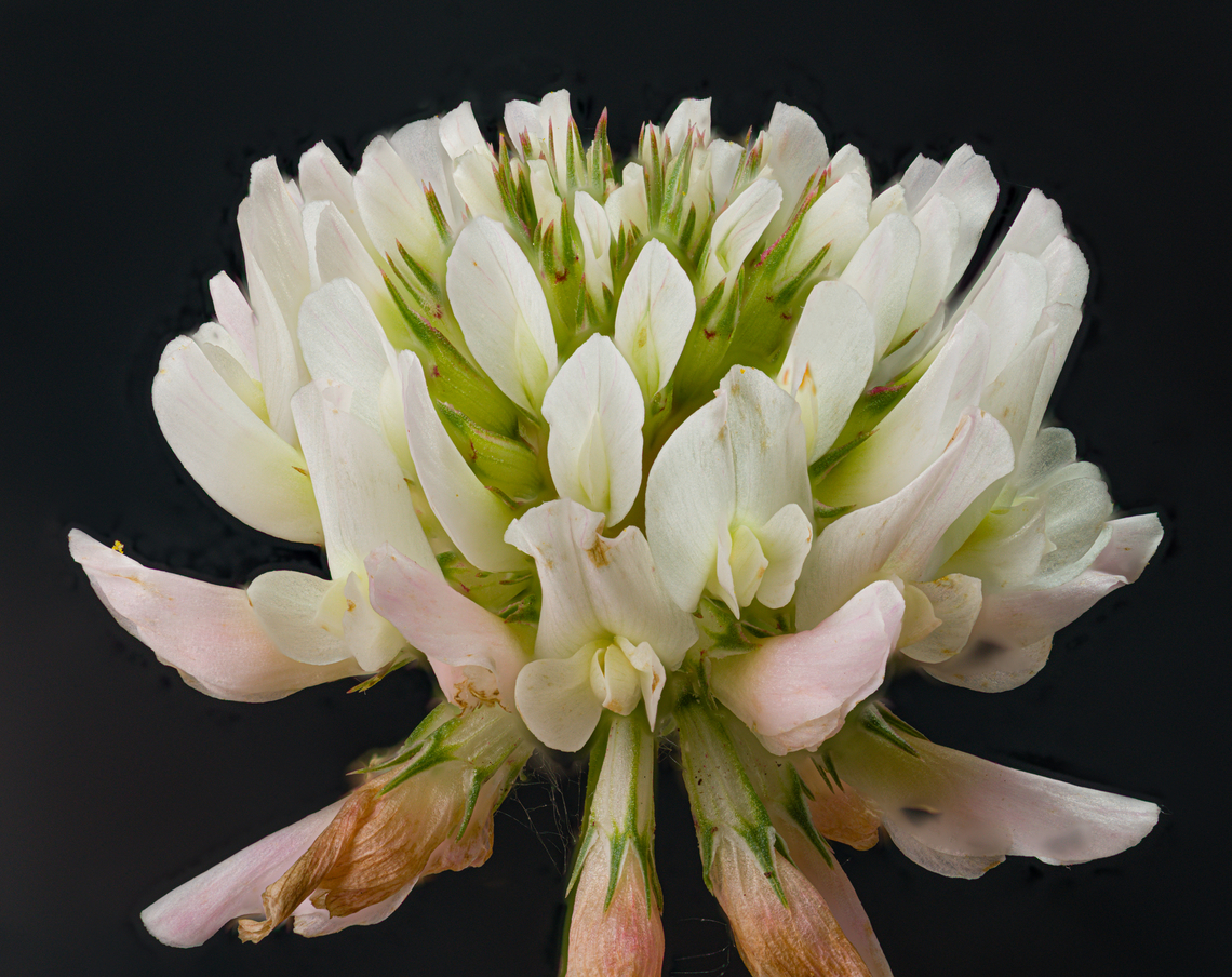 Trifolium_repens_2024-06-03 SW Michigan USA White clover.  Geotagged,Spring,Trifolium repens,United States,White clover