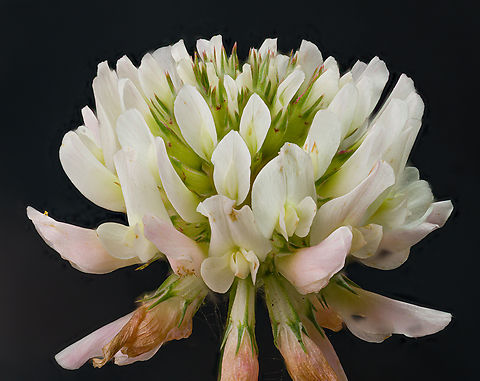 Trifolium_repens_2024-06-03 SW Michigan USA White clover.  Geotagged,Spring,Trifolium repens,United States,White clover