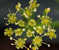 Petroselinum_crispum2_2024-06-06 SW Michigan USA Parsley flower.<br />
<br />
Closer view:<br />
https://www.jungledragon.com/image/161181/petroselinum_crispum_2024-06-06_sw_michigan_usa.html Geotagged,Parsley,Petroselinum crispum,Spring,United States