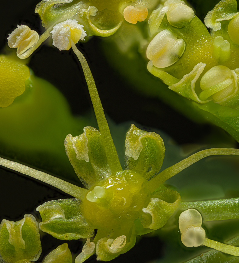 Petroselinum_crispum_2024-06-06 SW Michigan USA Parsley flower-  <br />
A little closer than this:<br />
<br />
<figure class="photo"><a href="https://www.jungledragon.com/image/161175/petroselinum_crispum2_2024-06-06_sw_michigan_usa.html" title="Petroselinum_crispum2_2024-06-06 SW Michigan USA"><img src="https://s3.amazonaws.com/media.jungledragon.com/images/11710/161175_thumb.jpg?AWSAccessKeyId=05GMT0V3GWVNE7GGM1R2&Expires=1759968010&Signature=1ImUFvcj3NRJWaHofKG5%2F4wI5qE%3D" width="200" height="170" alt="Petroselinum_crispum2_2024-06-06 SW Michigan USA Parsley flower.<br />
<br />
Closer view:<br />
https://www.jungledragon.com/image/161181/petroselinum_crispum_2024-06-06_sw_michigan_usa.html Geotagged,Parsley,Petroselinum crispum,Spring,United States" /></a></figure> Parsley,Petroselinum crispum