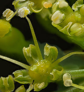 Petroselinum_crispum_2024-06-06 SW Michigan USA Parsley flower-  
A little closer than this:

https://www.jungledragon.com/image/161175/petroselinum_crispum2_2024-06-06_sw_michigan_usa.html Parsley,Petroselinum crispum