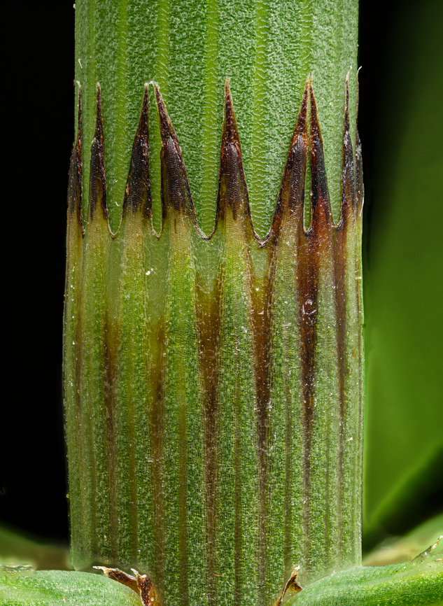 Equisetum_fluviatile1_2024-06-06 SW Michigan USA Water (or swamp) Horsetail. This is a closeup of the division point of one of the many sections. The sections are each slightly narrower, having &#039;telescoped&#039; out of the lower section. They were growing in a wetland, next to the trail.<br />
<br />
This is a cross section of the stem:<br />
<figure class="photo"><a href="https://www.jungledragon.com/image/161227/equisetum_fluviatile2_2024-06-06_sw_michigan_usa.html" title="Equisetum_fluviatile2_2024-06-06 SW Michigan USA"><img src="https://s3.amazonaws.com/media.jungledragon.com/images/11710/161227_thumb.jpg?AWSAccessKeyId=05GMT0V3GWVNE7GGM1R2&Expires=1759968010&Signature=k6facoZZuZAQomv9HUOI97OjUS4%3D" width="200" height="134" alt="Equisetum_fluviatile2_2024-06-06 SW Michigan USA I sliced the stem below the section division to show the corrugated nature of the stem. The stems are hollow except for a narrow plug at each division and the stem walls are thin, relying on the corrugation to stiffen them up enough to support the plant&#039;s weight.<br />
<br />
The pinched appearance of the stem at the slice is an illusion, an unfortunate by-product of perspective change due to the movement of the camera during the focus stacking process. The stem is not actually tapered at this point. <br />
<br />
Another view:<br />
https://www.jungledragon.com/image/161226/equisetum_fluviatile1_2024-06-06_sw_michigan_usa.html<br />
 Equisetum fluviatile,River Horsetail" /></a></figure> Equisetum fluviatile,Geotagged,River Horsetail,Spring,United States